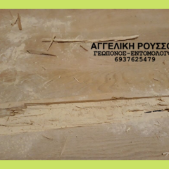 Σαράκι σε πάτωμα