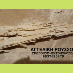 Σαράκι σε πάτωμα