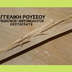 Σαράκι σε πάτωμα