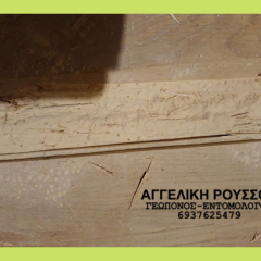 Σαράκι σε πάτωμα