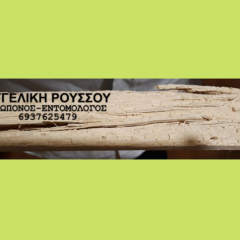 Σαράκι σε πάτωμα