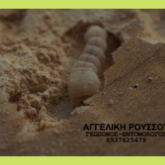 Σαράκι σε σκαλί