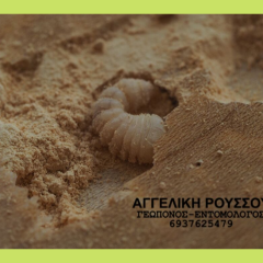 Σαράκι σε σκαλί